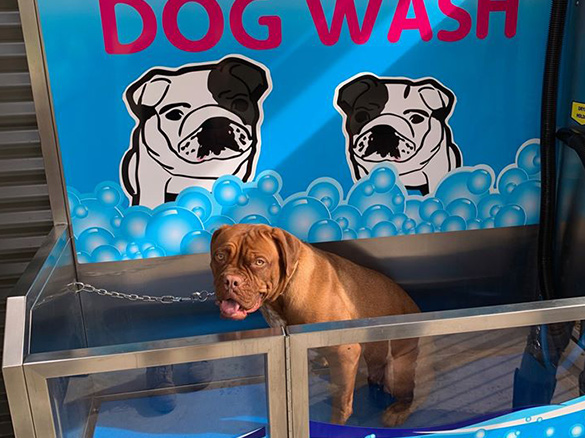 dog-wash-6